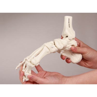 Flexible Model Foot Skeleton with Lower Leg Insertion